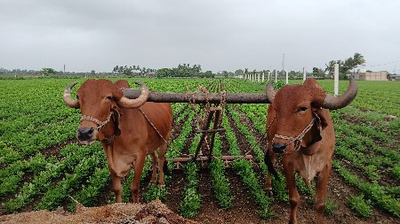 બળદ વેચવાના છે