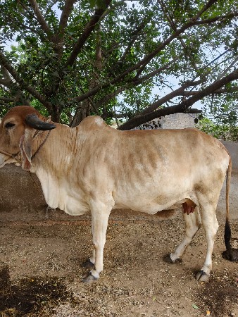 ગાય વેચવાની છે