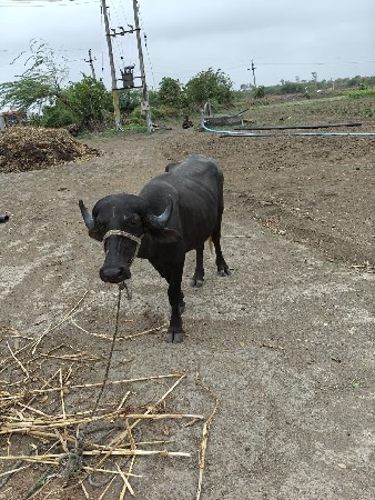 પાડો વેચવાનો છે