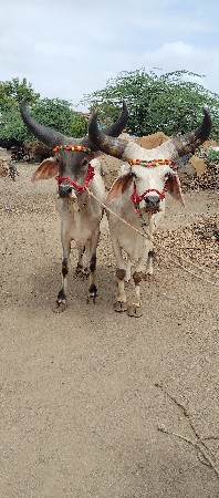 ફાતે ગાડીએ ચાલુ કમ્પલેટ