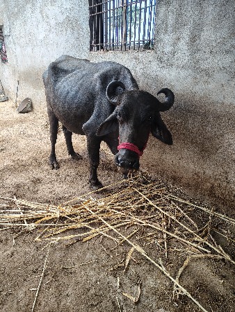 બની ખડેલી