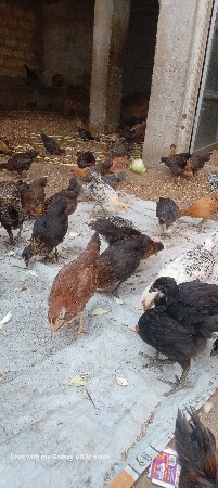 દેશી સોનાલી ના   પાઠડા