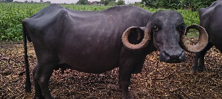 ભેંસ વેશવાની સે 3 વેતર ની
