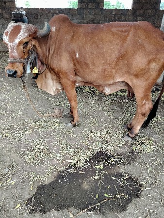 ગાય વેચવાની છે