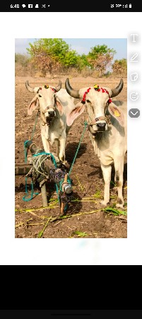 ગોઢલા વેચવાના છે