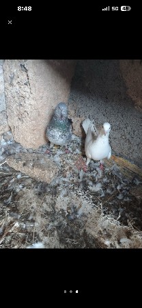 5 કબુતર છે