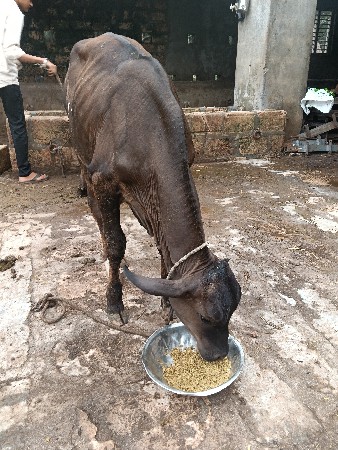 વાછડી વેચવાની છે