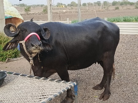 ભેસ વેચવાની છે.