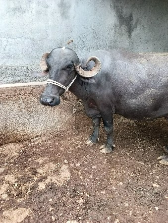 ભેંસ વેચવાની છે