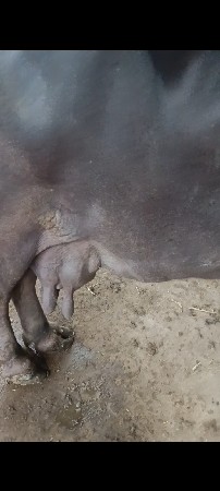 આ ભેંશ વેચવાની સે