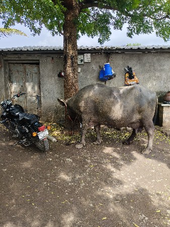 ભેંસ બેસવાની સે