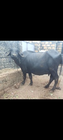 પેલું વેતર ખંડેલી વેસવાની સે