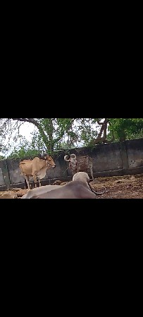 બરદ