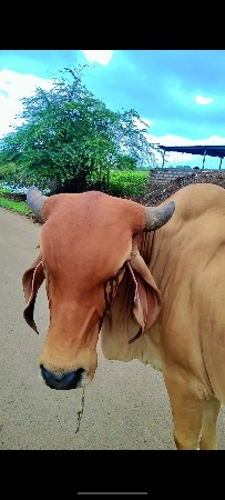 વેંચવા ની