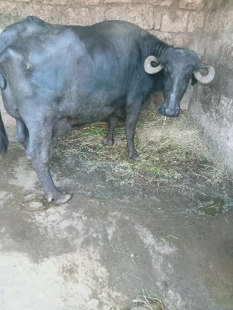 વેસવા