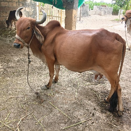ગાય વેચવાની છે