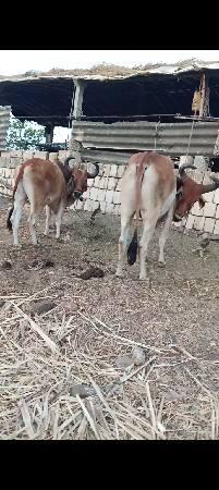 તીજી વાવણી વવાહે બેય એક સરખા