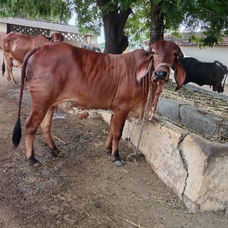 ગીર હોડકી વેસવાની છે