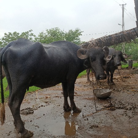 વેચવાની
