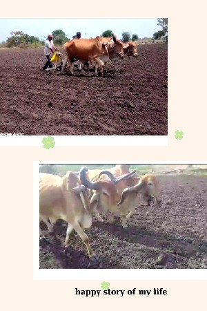 ઘાસ સારો નથી એટલા માટે આપી દેવાના છ