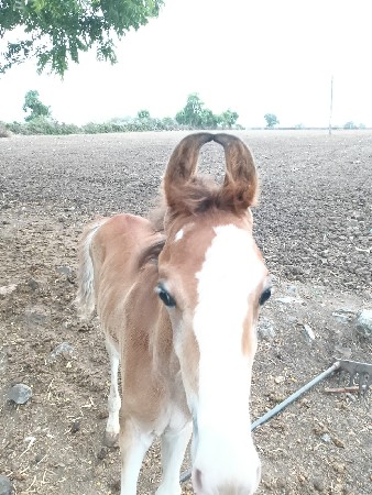 બે મયના નો વસેરો વેચવાનો સે
