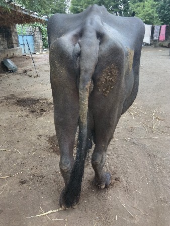 ભેંસ વેચવાની છે
