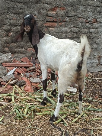 totapuri female