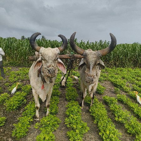 બળદ વેચવાના છે