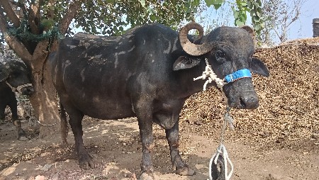 ચોથું વેતર
