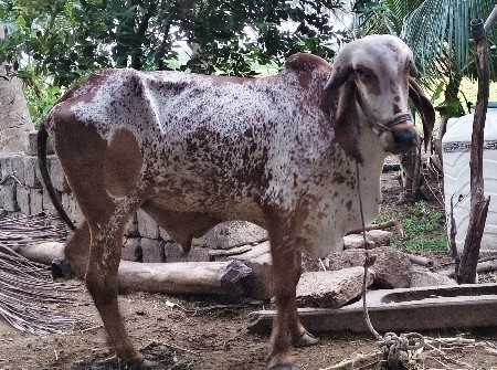 ગોઢલા વેચવાના છે