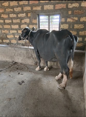 ભેંસો વેસ્વાની સે