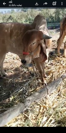 ઓળખી વેચવાની છે