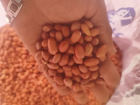 41 નંબર માંડવા નું બિયારણ