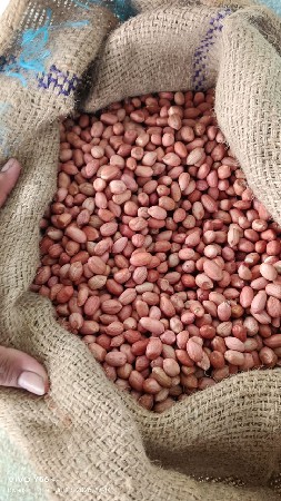 37 નંબર માંડવો