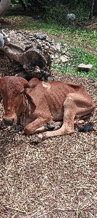 વાછરડી આપવાની છે