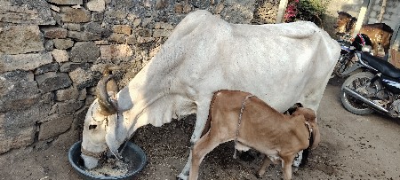 દેશી ગાય