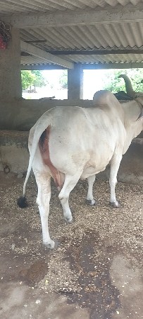 ગાય વેચવાની