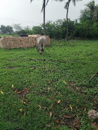 3 dhar