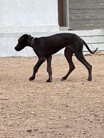 great dane female
