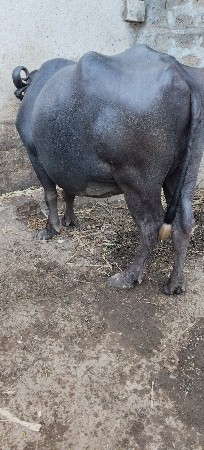 8153933966