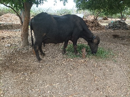 ભેસ વેચવાની છે   5 દિવસ વાર છે