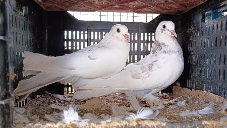કબુતર ની જોડી વેચવાની છે