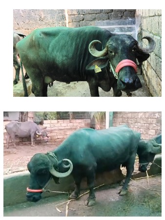 બે ભેસ વેસવાની