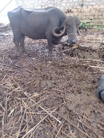 ભેંસ વેચવાની છે