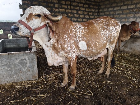 ગીર ગાઈ વેસવની છે