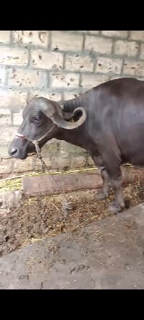 આ ભેંશ વેચવાની છે