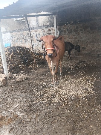 પેલું વેતર