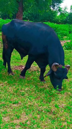 પાડો