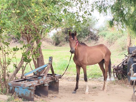 vacheri સાટા કરવાનાં છે