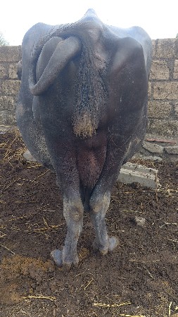 ભેસ વેચવાની છે